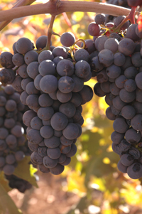 We aim to produce, intense, focused wines from hillside and mountain grapes.