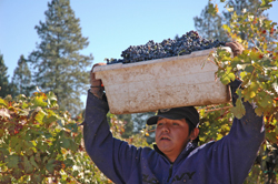 Grapes are picked in small boxes to keep them from being damaged.
